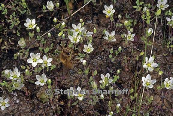 sabulina californica 1 graphic